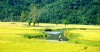 Chụp ảnh cưới đẹp trên cánh đồng cỏ ngập đầy nắng ở Phú Yên