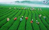 Top 8 Địa điểm đi chơi cuối tuần tại Lâm Đồng bình yên, thơ mộng