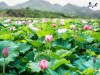 Top 9 Địa điểm đi chơi cuối tuần tại Đồng Tháp tham quan nổi tiếng  (1)