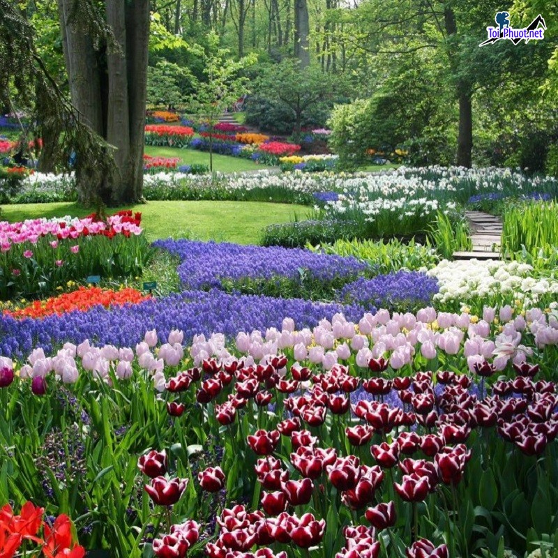 Chắc chắn không thể không biết đến Vườn hoa Keukenhof Hà Lan (3)