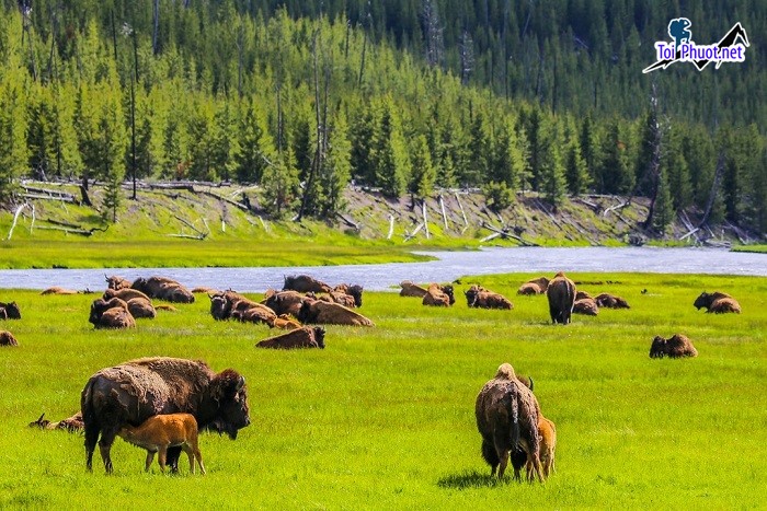 khám phá Công viên quốc gia Yellowstone kì vĩ của Mỹ (1)