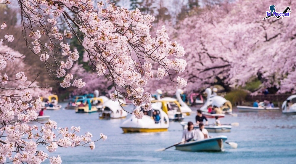 Lễ hội hoa anh đào Nhật Bản mang lại một khung cảnh lãng mạn và những trải nghiệm khó quên (2)