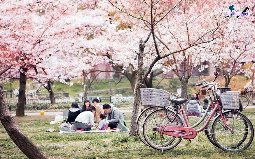 Lễ hội hoa anh đào Nhật Bản mang lại một khung cảnh lãng mạn và những trải nghiệm khó quên (4)