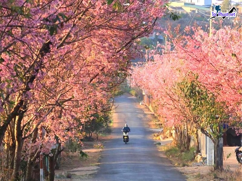 Chìm đắm Ngắm hoa anh đào Đà Lạt nhuộm hồng cả không gian (2)