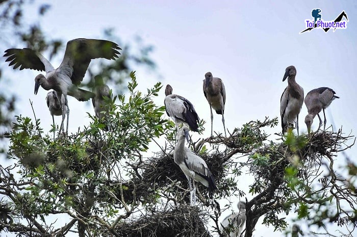 Cùng khám phá Mùa nước nổi miền Tây Điểm danh 8 địa điểm nhất định phải đến (5)