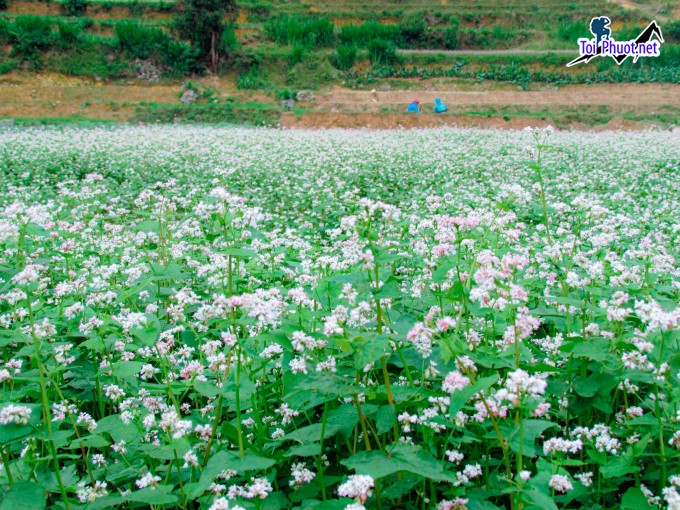 Địa điểm Ngắm hoa tam giác mạch Hà Giang đẹp quên lối về dành cho tín đồ mê hoa (1)