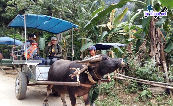 Dịch vụ đi xe trâu tại khu du lịch miền núi vừa độc đáo vừa thú vị (1)