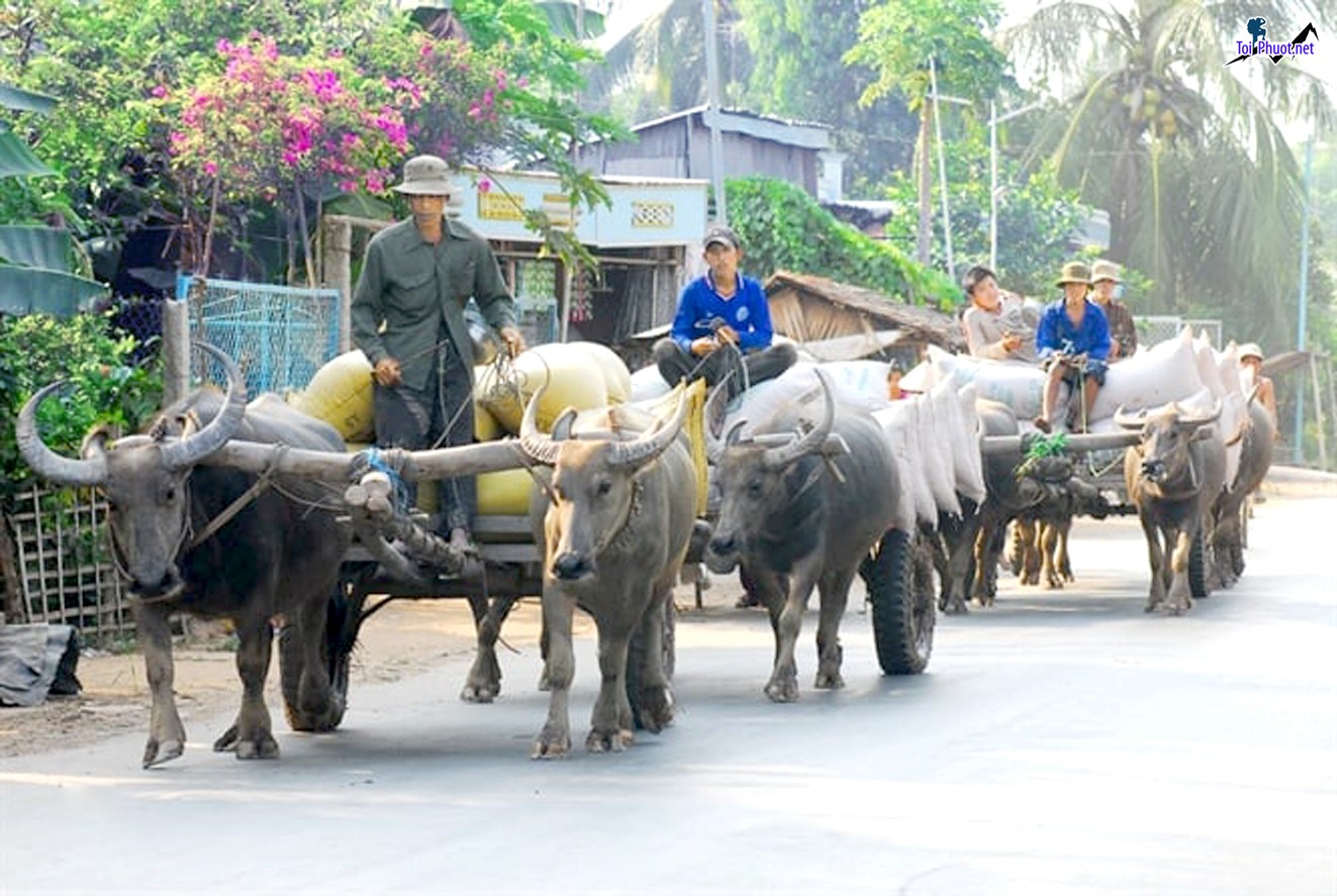 Dịch vụ đi xe trâu tại khu du lịch miền núi vừa độc đáo vừa thú vị