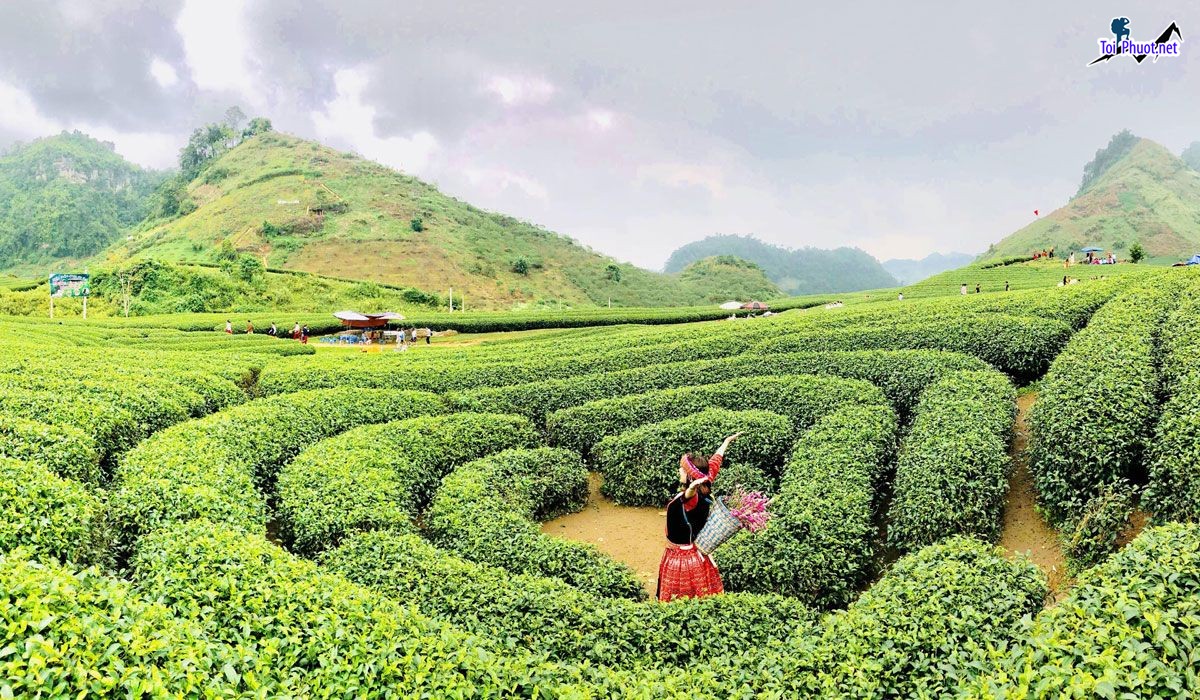 Dịch vụ tham quan đồi chè Mộc Châu trái tim đầy thơ mộng vùng cao (3)