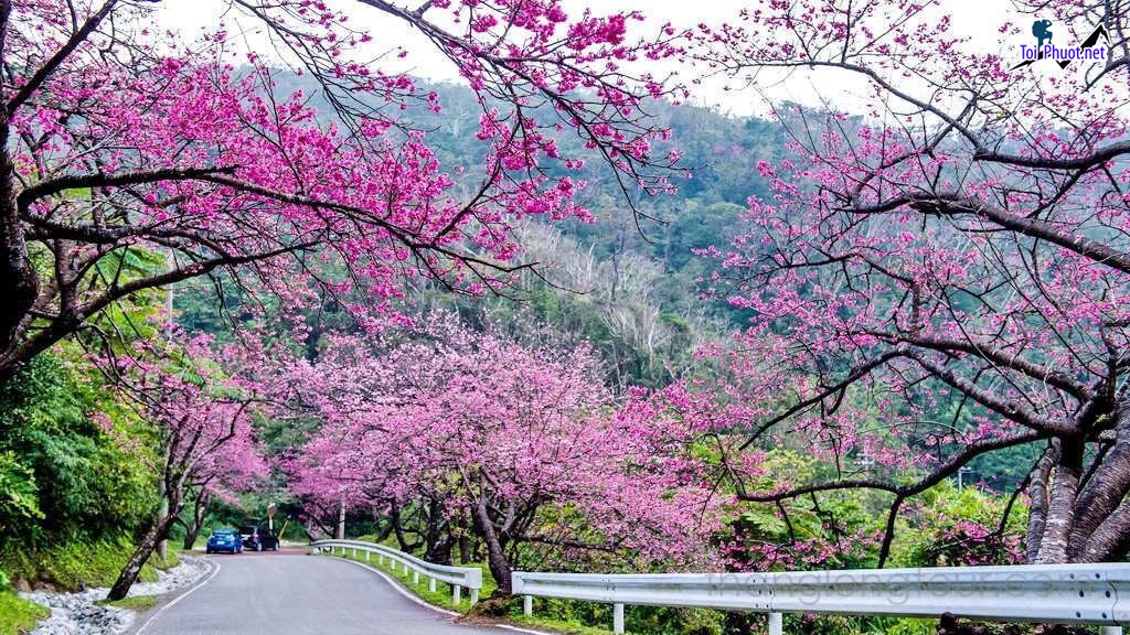 Dịch vụ tour dã ngoại vào mùa hoa mai anh đào được du khách yêu thích nhất (3)