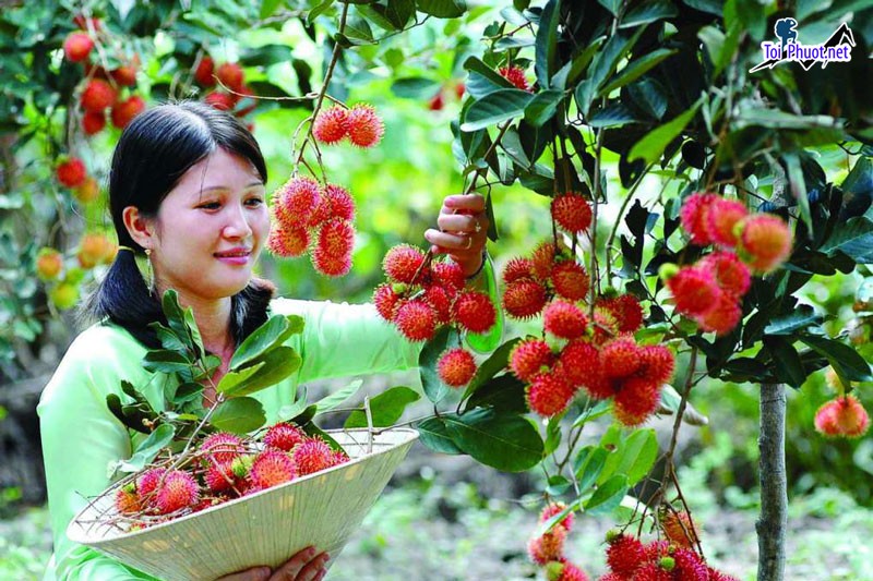 Dịch vụ trải nghiệm làm nông dân tại miền Tây giúp bạn có 1 ngày trải nghiệm vui vẻ (3)