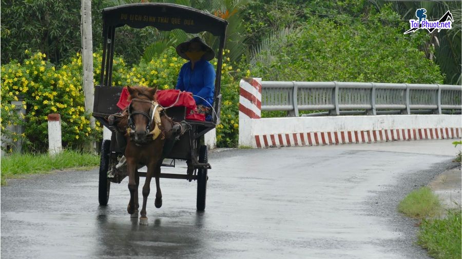 Dịch vụ trải nghiệm ngồi xe ngựa tại miền Tây để lại trong bạn ấn tượng khó phai nhạt (3)