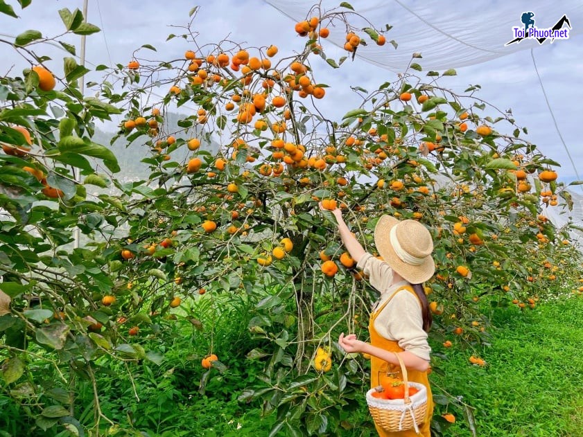 Đồi chè Cầu Đất Đà Lạt có gì chơi Kinh nghiệm vui chơi 2025 (7)