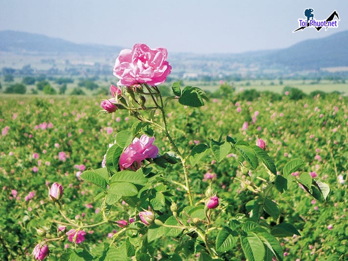 Du lịch Bulgaria những điều bạn không nên bỏ lỡ khi lu lịch đến đất nước này (6)