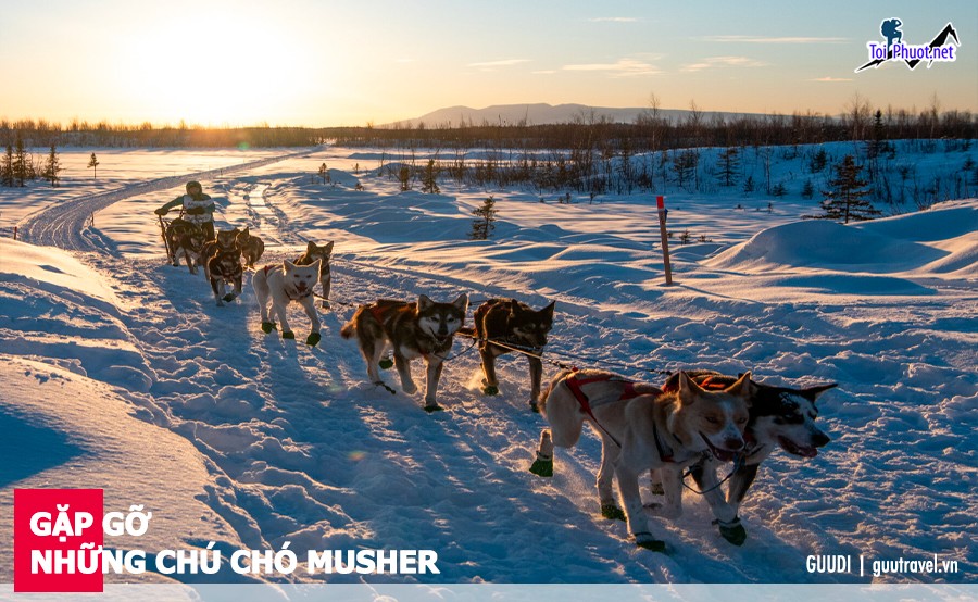 Du lịch Ngắm cá voi Alaska ngắm nhìn những điều tuyệt vời (6)