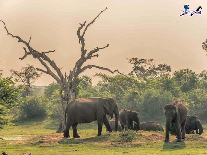 Du lịch Sri Lanka vùng đất của các dấu tích văn hóa Phật giáo cổ xưa (6)