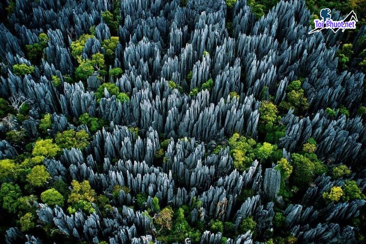 Du lịch Thám hiểm rừng Madagascar đất nước của những chú chim cánh cụt (2)