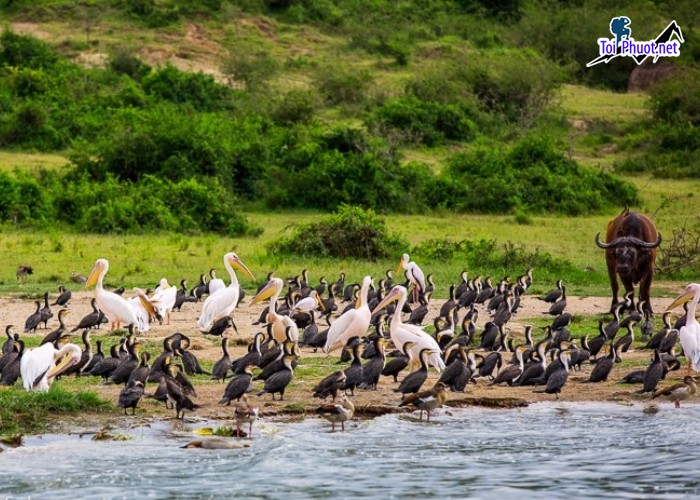 Du lịch Uganda Tận hưởng vẻ đẹp hoang sơ của Châu Phi (4)