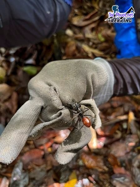 Khám phá Thám hiểm rừng rậm Borneo KHU RỪNG AMAZON CỦA CHÂU Á (1)