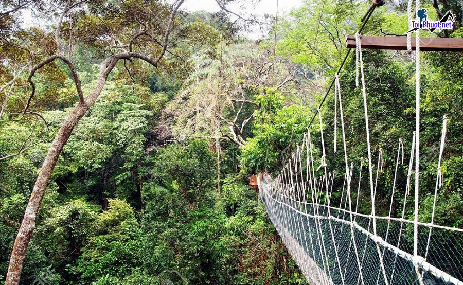 Khám phá Thám hiểm rừng rậm Borneo KHU RỪNG AMAZON CỦA CHÂU Á