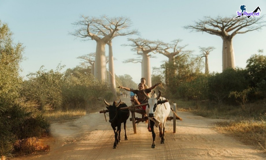 Kinh nghiệm Du lịch Madagascar ngắm miền hoang dã nhất trên thế giới (1)