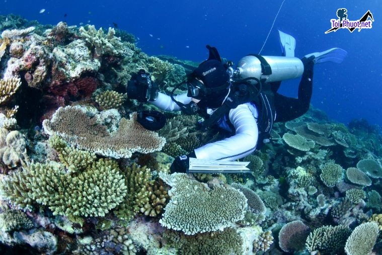 Lặn biển Great Barrier Reef Úc Chinh phục rạn san hô lớn nhất thế giới (1)