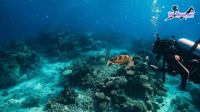 Lặn biển Great Barrier Reef Úc Chinh phục rạn san hô lớn nhất thế giới (3)