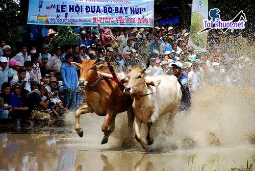 Lễ hội đua bò An Giang nét đẹp đặc trưng văn hóa tỉnh An Giang (2)