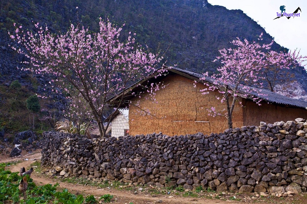 Mùa hoa tam giác mạch Hà Giang Ngắm nhìn một Hà Giang rực rỡ dịp cuối năm (4)