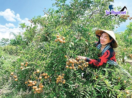 Mùa trái cây Cần Thơ trở thành những điểm đến được du khách ưa thích (1)