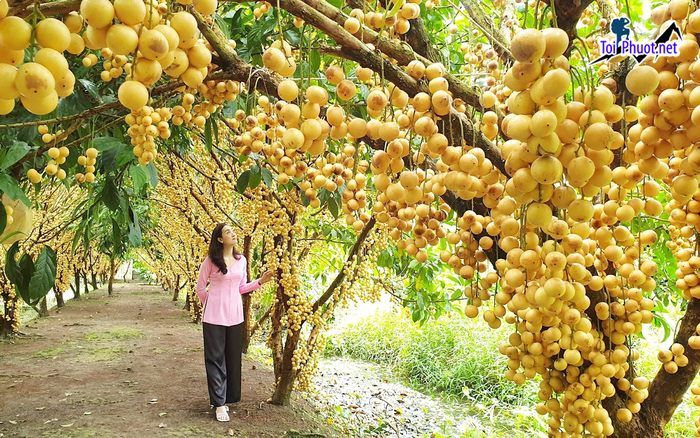 Mùa trái cây Cần Thơ trở thành những điểm đến được du khách ưa thích (1)