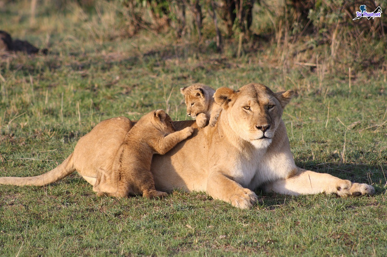 Ngắm Động Vật Hoang Dã Tuyệt Nhất Châu Phi Kenya Safari (1)