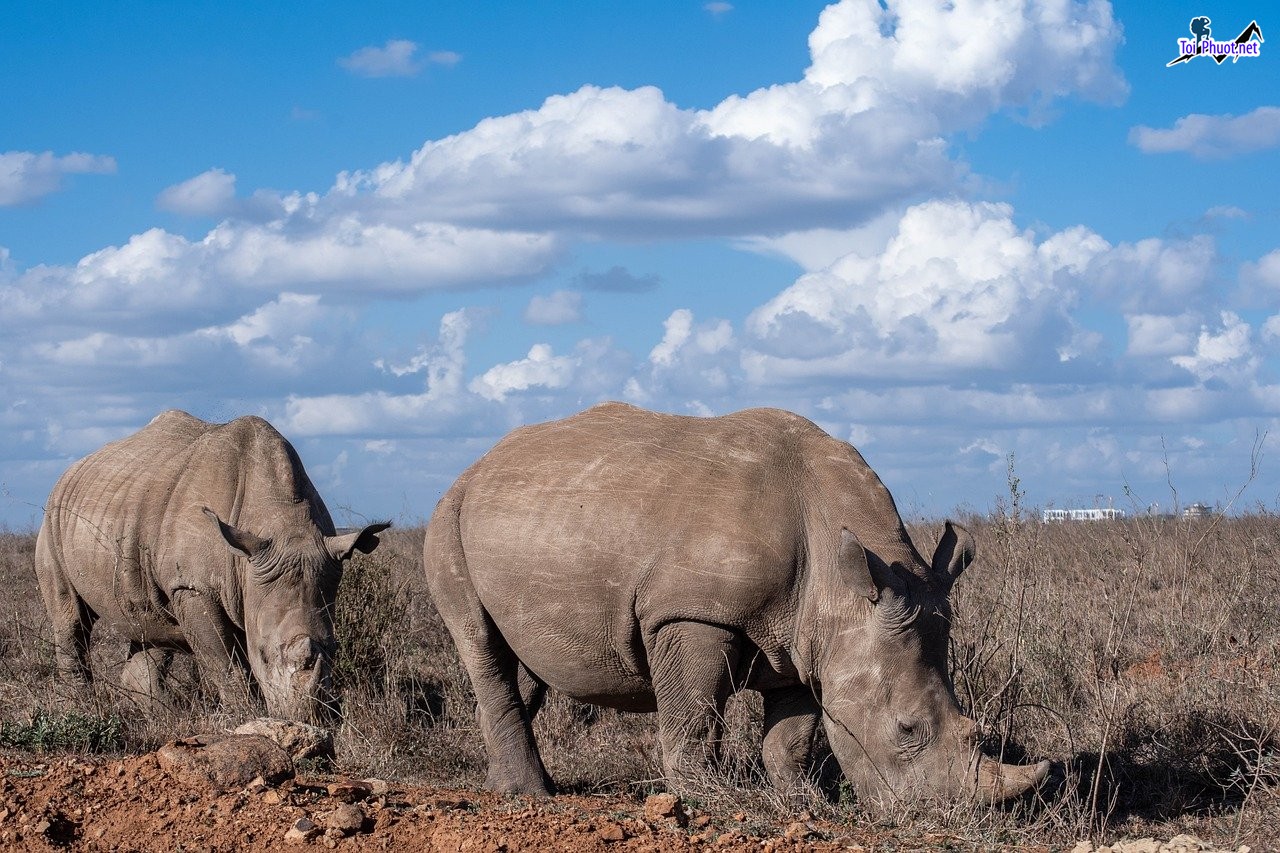 Ngắm Động Vật Hoang Dã Tuyệt Nhất Châu Phi Kenya Safari (3)