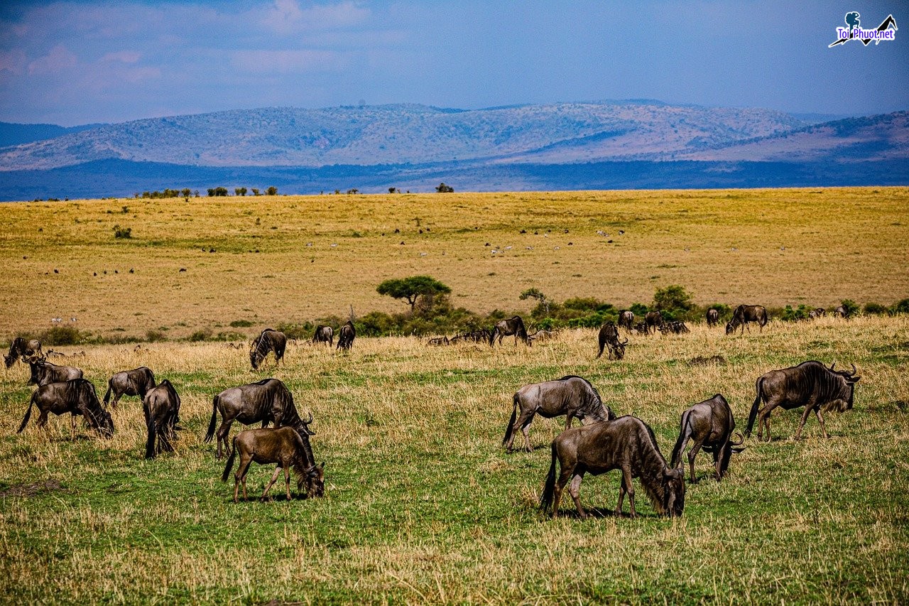 Ngắm Động Vật Hoang Dã Tuyệt Nhất Châu Phi Kenya Safari (4)