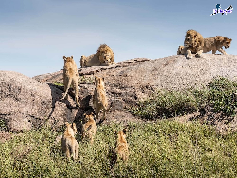 Những chú sư tử kiêu hãnh Săn sư tử Serengeti kiêu hãnh vùng trời (4)