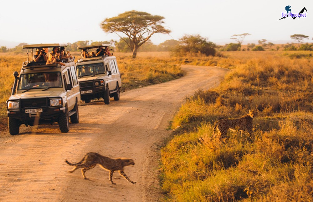 Những chuyến đi bộ và Săn động vật hoang dã Tanzania tuyệt vời (3)