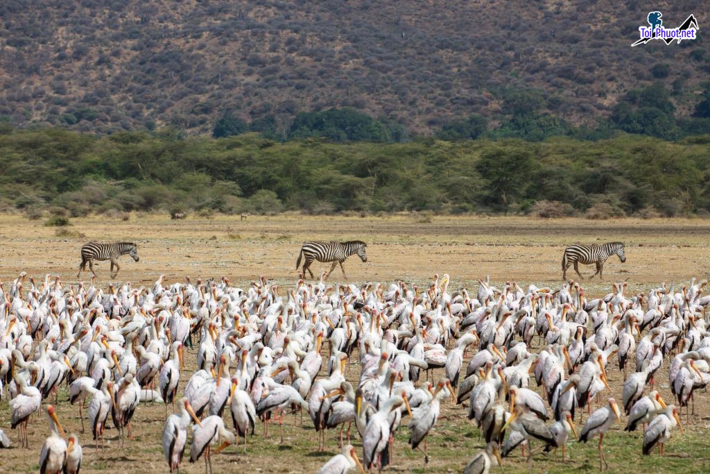 Những chuyến đi bộ và Săn động vật hoang dã Tanzania tuyệt vời