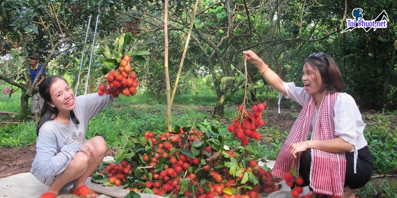 Phát triển mô hình Dịch vụ nếm thử trái cây tại vườn và những lợi ích mang lại (1)