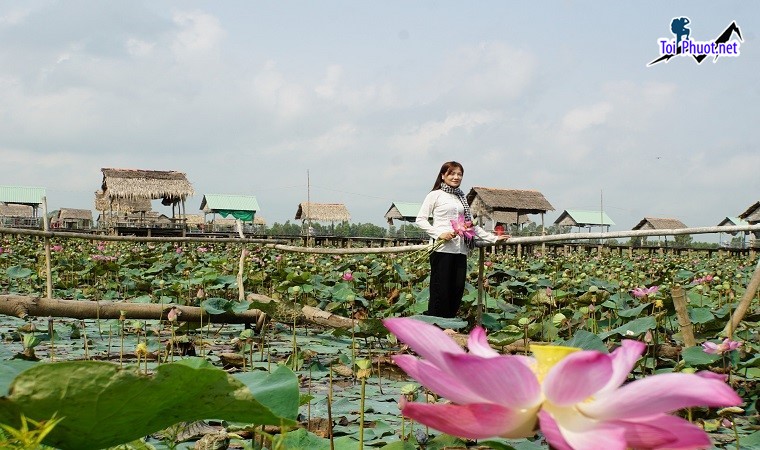 Tổng hợp những địa điểm Ngắm sen nở Đồng Tháp Trải nghiệm ẩm thực với những món đặc trưng (2)