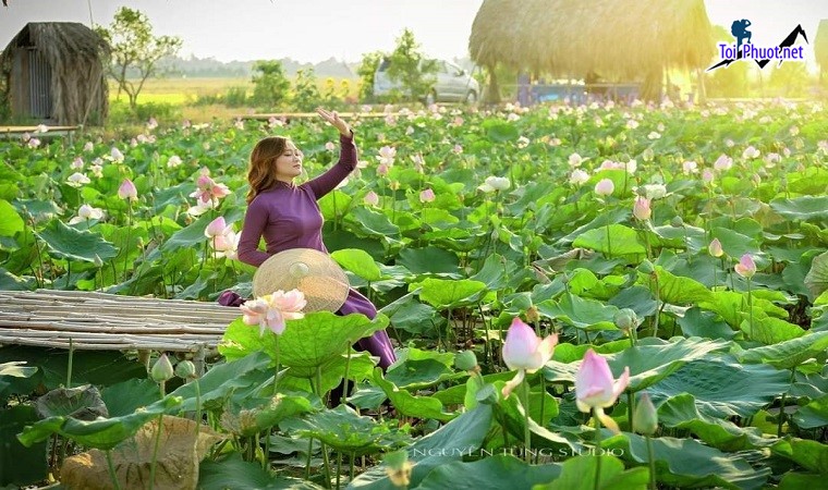 Tổng hợp những địa điểm Ngắm sen nở Đồng Tháp Trải nghiệm ẩm thực với những món đặc trưng (4)