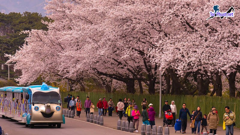 Tour Hàn Quốc mùa hoa anh đào Biết bao nhiêu người mơ ước được đặt chân xuống phố ngắm hoa  (3)