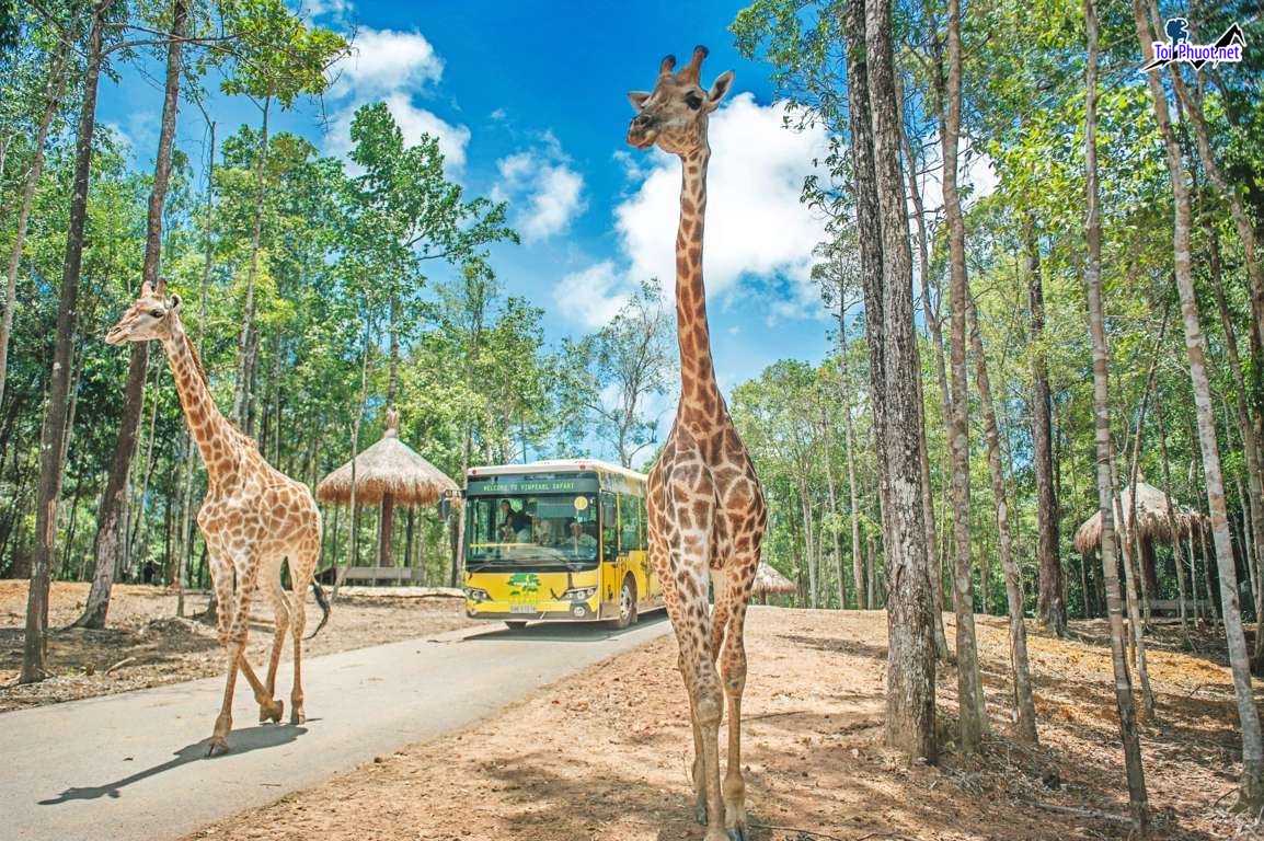 Trọn bộ kinh nghiệm tham quan vui chơi ở Vinpearl Safari Phú Quốc (1)