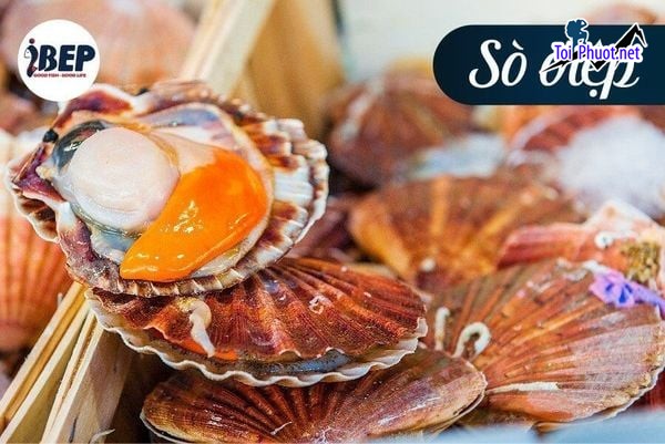 Bảng giá và Cung cấp mua bán Sò ốc giá rẻ tốt sỉ và cách phân biệt các loại (2)