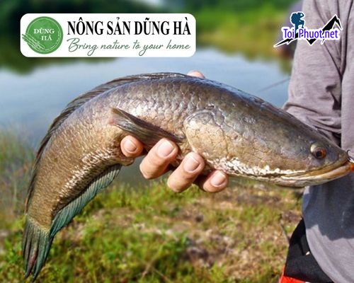 Giá cá lóc bao nhiêu 1kg hướng dẫn cách mua cá lóc đồng săn chắc cực ngon (1)