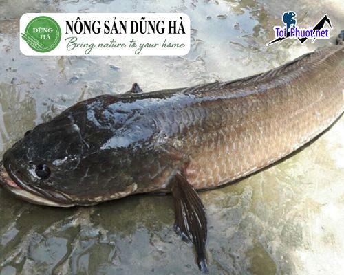 Giá cá lóc bao nhiêu 1kg hướng dẫn cách mua cá lóc đồng săn chắc cực ngon (3)