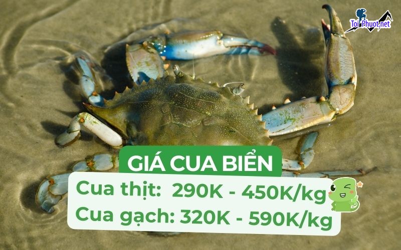 Giá Cua biển bao nhiêu 1kg giá cua biển hôm nay Cập nhật giá cua bể đầy đủ, mới nhất (1)