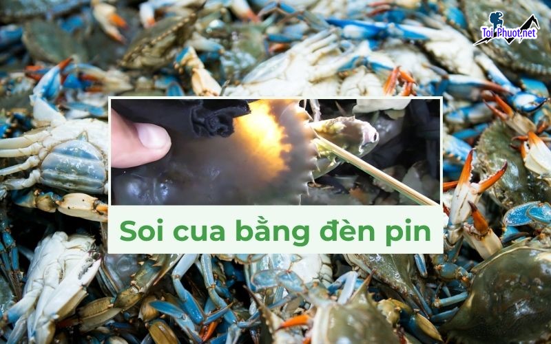 Giá Cua biển bao nhiêu 1kg giá cua biển hôm nay Cập nhật giá cua bể đầy đủ, mới nhất (2)