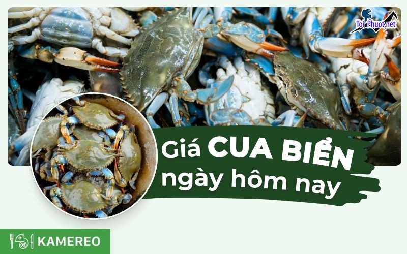 Giá Cua biển bao nhiêu 1kg giá cua biển hôm nay Cập nhật giá cua bể đầy đủ, mới nhất (4)