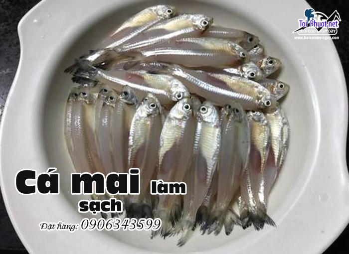 Hải sản Cá Mai Cung cấp mua bán Cá mai giá rẻ tốt sỉ tốt nhất (3)