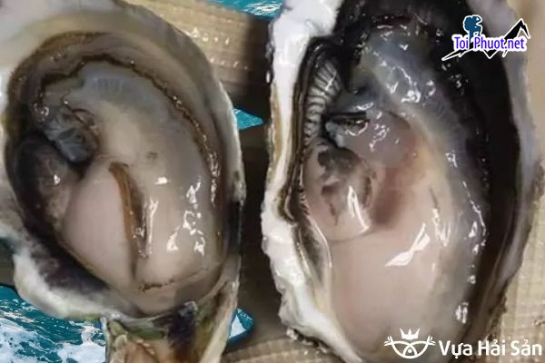 Hàu đá tự nhiên giá bao nhiêu 1KG và làm được những món gì (1)